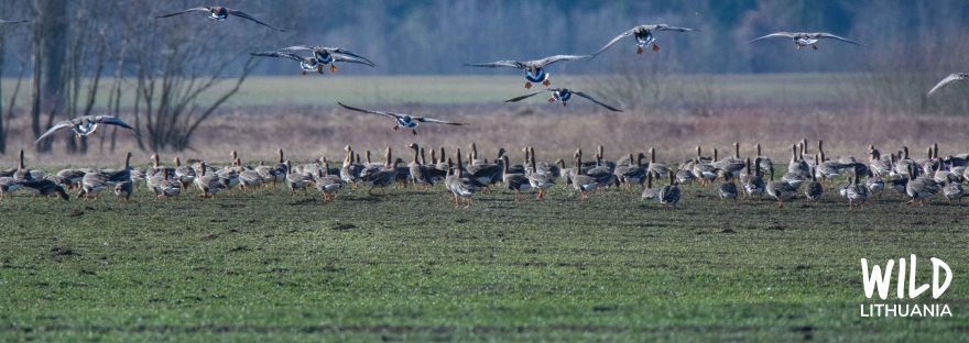 Bean Goose Migration, Lithuania | www.junemolloy.com